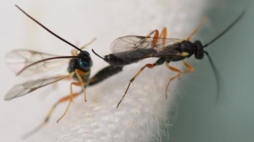 Réf. 344 772 : Campopleginae inconnu